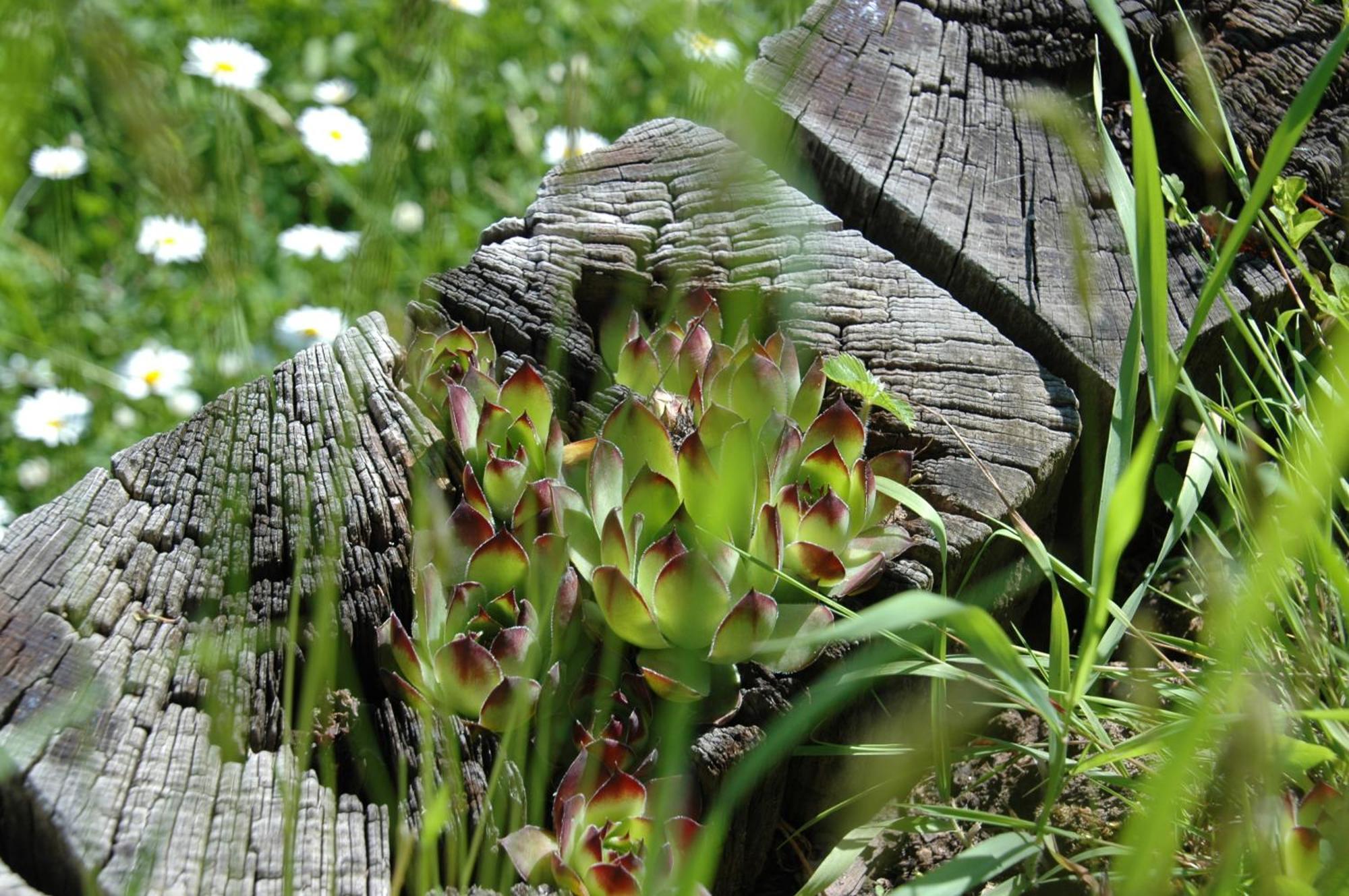Pension Haus Diefenbach ไฮม์บาค ภายนอก รูปภาพ